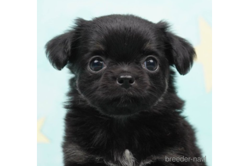 成約済の千葉県のチワワ(ロングコート)-225149の3枚目